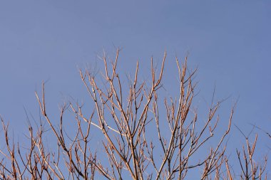 Cennetin ağacı mavi gökyüzüne karşı çıplak dallar - Latince adı - Ailanthus altissima