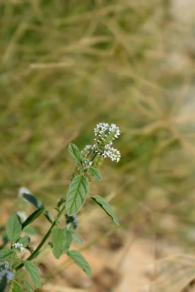 Avrupa Heliotrope Çiçekleri Latince Adı Helotropium Europaeum — Stok fotoğraf