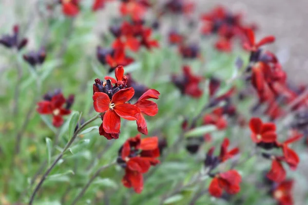 Wallflower Blood Red Covent Zahradní Květiny Latinský Název Erysimum Cheiri — Stock fotografie