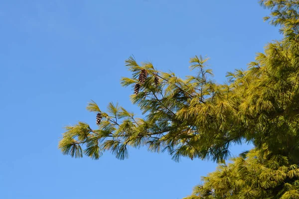 Doğu Beyaz Kozalaklı Çam Dalı Latince Adı Pinus Strobus — Stok fotoğraf