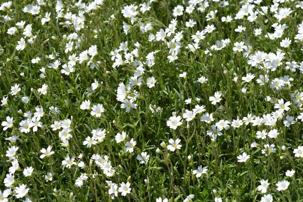 フィールドの雑草の花 ラテン語名 Cerastium Arvense — ストック写真