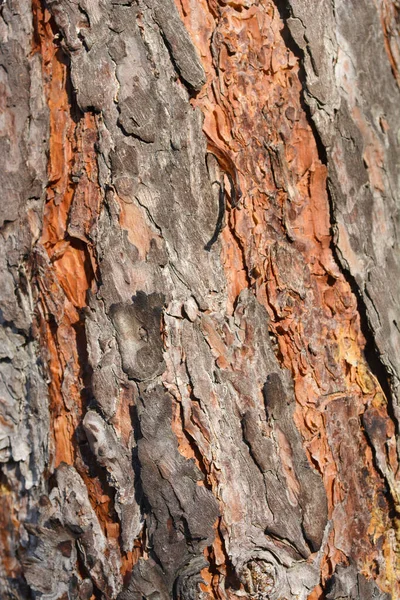 Dettaglio Corteccia Pino Silvestre Nome Latino Pinus Sylvestris — Foto Stock