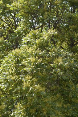 Çiçekli cennet ağacı - Latince adı - Ailanthus altissima