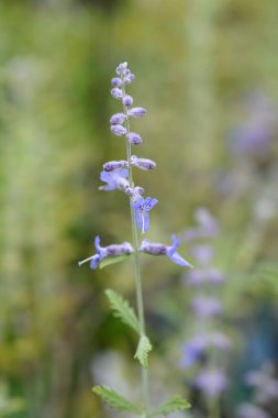 Mavi Spire Rus adaçayı - Latince adı - Perovskia atriplicifolia Blue Spire