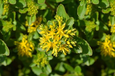 Orange Stonecrop Weihenstephaner Altın Çiçekleri Latince adı Sedum Kamtschaticum var. Floriferum Weihenstephaner Altın