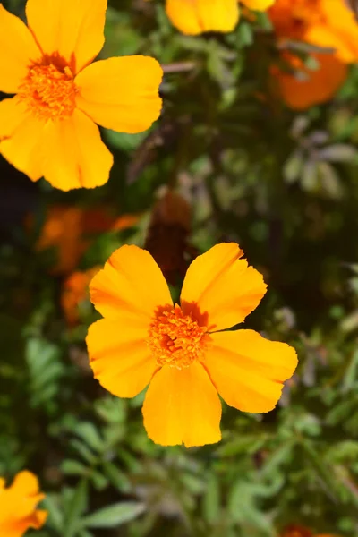 Disco Orange Marigold Blommor Latinskt Namn Tagetes Patula Disco Orange — Stockfoto