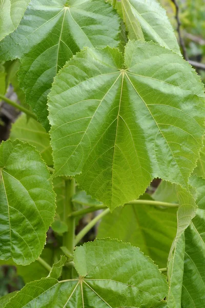 Liście Whau Łacińska Nazwa Entelea Arborescens — Zdjęcie stockowe
