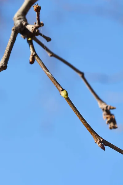 Ramo Avião Londres Com Broto Nome Latino Platanus Hispanica Platanus — Fotografia de Stock