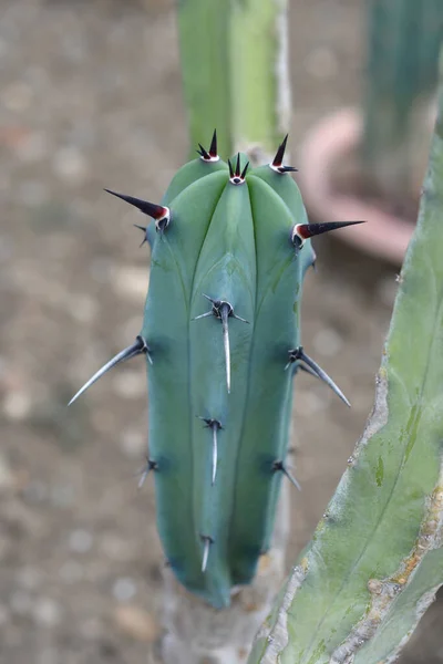 Blue Myrtle Cactus Латинська Назва Myrtillocactus Geometrizans — стокове фото