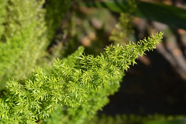 Σπαράγγια Plume Myersii Branch Λατινική Ονομασία Asparagus Densiflorus Myersii — Φωτογραφία Αρχείου