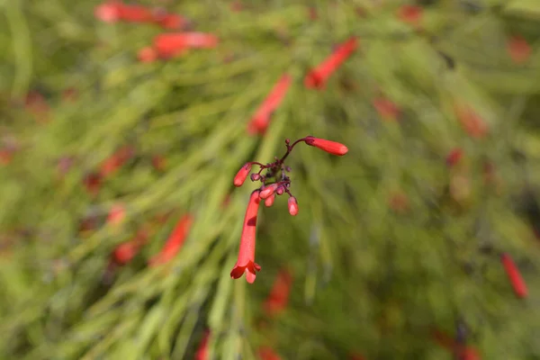 Firecracker Plants Latin Name Russelia Equisetiformis — стокове фото