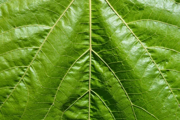 Whau Leaf Detail Латинское Название Entelea Arborescens — стоковое фото