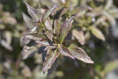 Weigela van Gogh Latince adı Weigela Florida van Gogh 'u terk ediyor.