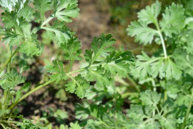 Pelin otu yaprakları - Latince adı - Artemisia absinthium