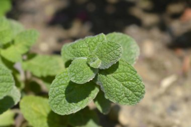 Ananas nane yaprakları - Latince adı - Mentha suaveolens