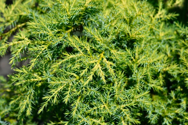 Juniper Gold Star Branch 라틴어 Juniperus Pfitzeriana Gold Star — 스톡 사진