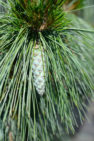 Wiethorst Schwerins Kiefer Lateinischer Name Pinus Schwerinii Wiethorst — Stockfoto