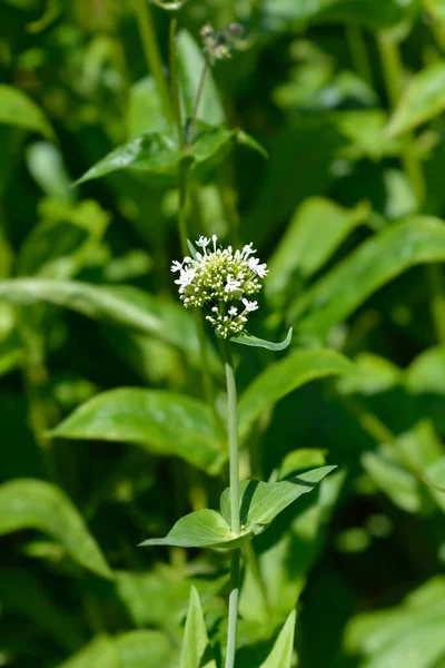 Fiore Bianco Valeriana Rossa Nome Latino Centranthus Ruber Albus — Foto Stock