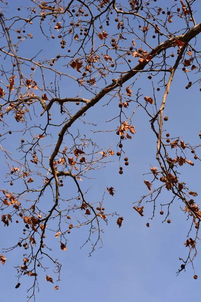 青い空に対して種子と芽を持つロンドンの飛行機の枝 ラテン名 Platanus Hispanica Platanus Acerifolia — ストック写真