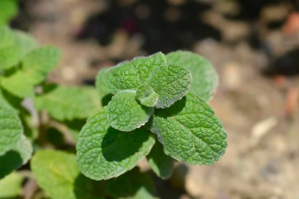 Daun Mint Nanas Nama Latin Mentha Suaveolens — Stok Foto