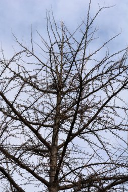 Filizlenmiş Ginkgo dalları - Latince adı - Ginkgo biloba