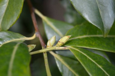 Kiraz çiçeği tomurcukları - Latince adı - Prunus laurocerasus