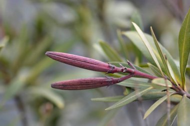 Yaygın zakkum tohumları - Latince adı - Neryum zakkum