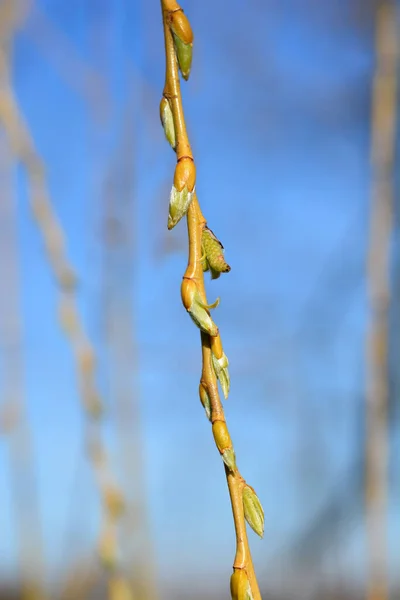 Golden Weeping Willow Rama Con Brotes Nombre Latino Salix Alba — Foto de Stock