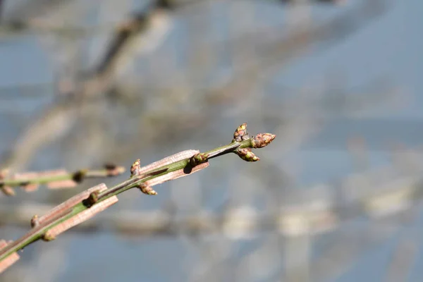 Ramo Bush Ardente Com Botões Nome Latino Euonymus Alatus — Fotografia de Stock