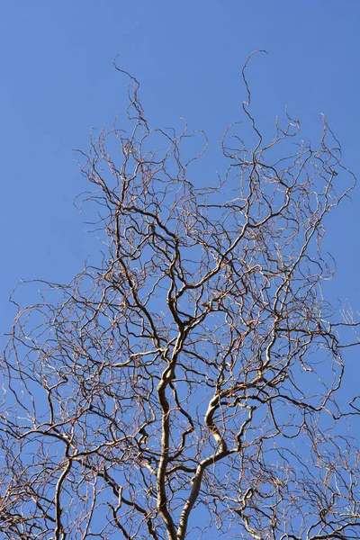 Drachen Krallen Weidenzweige Gegen Blauen Himmel Lateinischer Name Salix Matsudana — Stockfoto