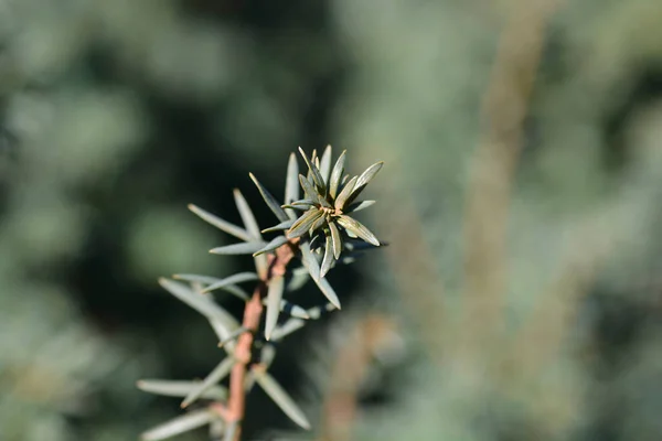 Irish Yew Yaprakları Latince Adı Taxus Baccata — Stok fotoğraf