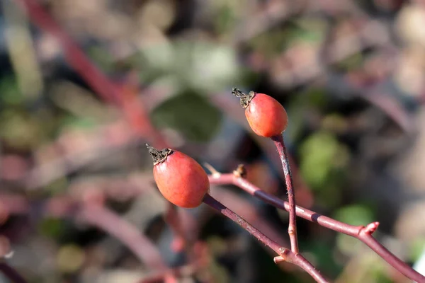 Rouge Meillandecor Meineble Fruit Latin Name Rosa Rouge Meillandecor Meineble — Stock Photo, Image