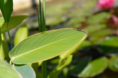 Toz timsah bayraklı yaprak - Latince adı - Thalia deal bata