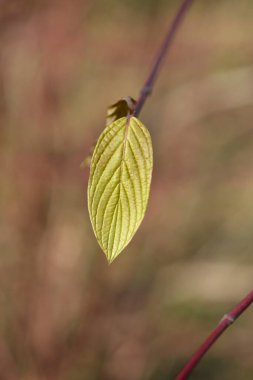 Yeni yapraklı Sibirya Dogwood brach 'ı - Latince adı - Cornus alba Sibirica