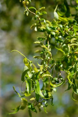 Ejderhalar söğüt dallarını pençelerler - Latince adı - salya matsudana Tortuosa