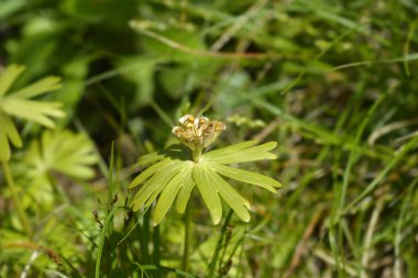 Kış asonit tohumları - Latince adı - Eranthis hyemalis