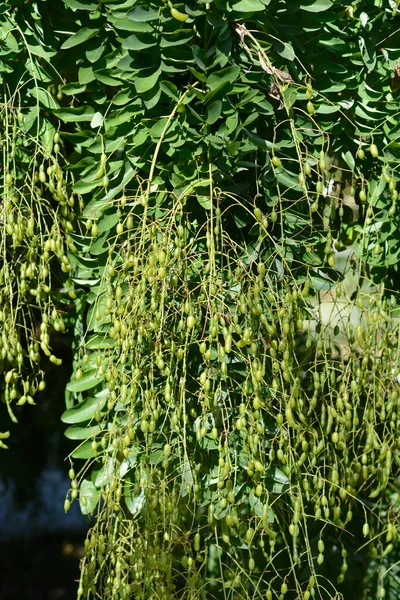 Weeping Japanese Pagoda Tree Fruit Latin Name Sophora Japonica Pendula — Stock Photo, Image