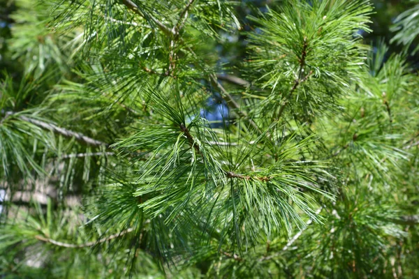 Китайская Ветвь Белой Сосны Латинское Название Pinus Armandii — стоковое фото