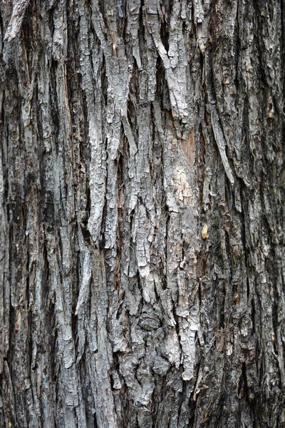 European Hop Hornbeam Bark Detail Latin Name Ostrya Carpinifolia — Stock Photo, Image