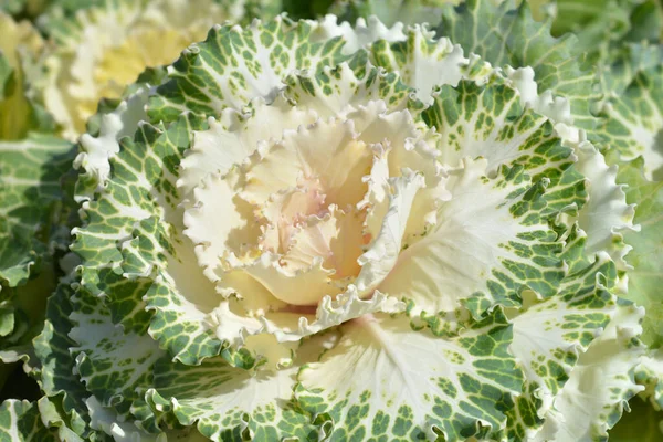 Декоративные Листья Капусты Латинское Название Brassica Oleracea — стоковое фото