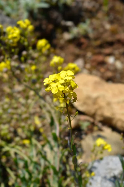 Greek Bladderpod Flowers Latin Name Alyssoides Utriculata — Stock Photo, Image