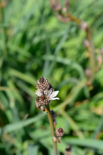 Summer Asphodel Fower Buds Латинское Название Asphodelus Aestivus — стоковое фото