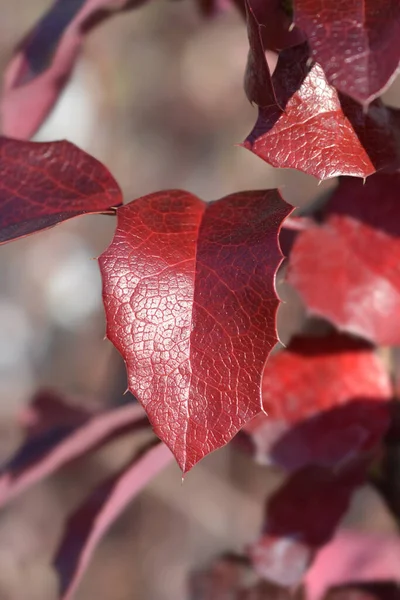 Орегонские Виноградные Листья Латинское Название Berberis Aquifolium Махония Aquifolium — стоковое фото