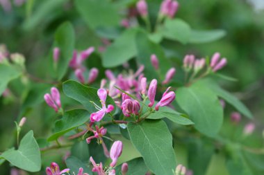 Mavi yapraklı hanımeli çiçekleri - Latince adı - Lonicera korolkowii