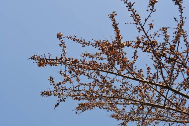 Mavi gökyüzüne karşı çiçek tomurcukları olan gümüş akçaağaç dalları - Latince adı - Acer saccharinum