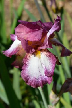 Uzun sakallı iris Crinoline çiçek-Latince adı-Iris Barbata elatior Crinoline