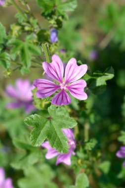 Yaygın mallow çiçeği - Latince adı - Malva sylvestris