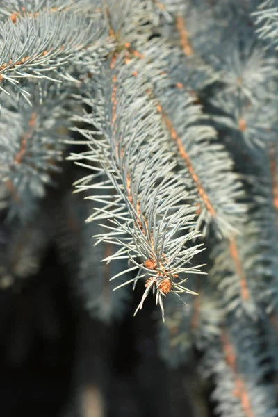 Colorado Blue Spruce Branch Латинское Название Picea Pungens — стоковое фото