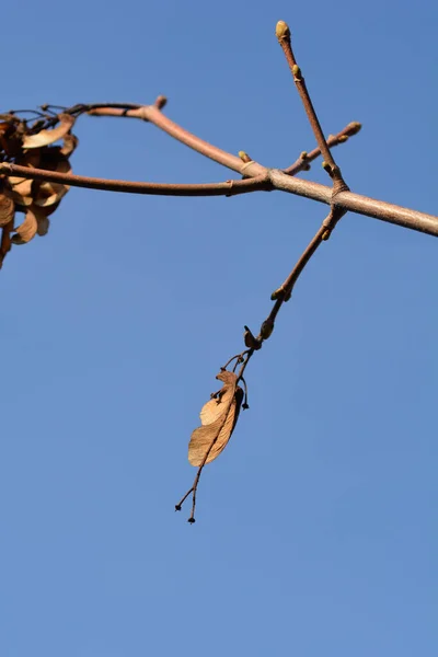 Kuru Tohumları Mavi Gökyüzüne Karşı Tomurcukları Olan Amur Akçaağaç Dalı — Stok fotoğraf