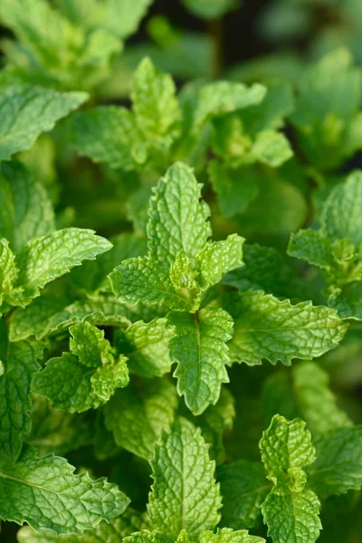 Bowles Mint Leaves Latin Name Mentha Villosa — Stock Photo, Image